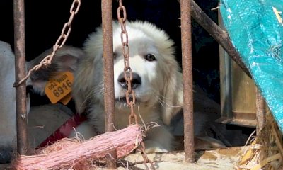 Cane tenuto legato alla catena a Garessio, l'esposto di Stop Animal Crimes