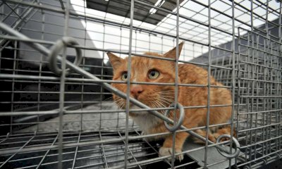 L’ambulanza veterinaria? Alba ci pensa, a Cuneo non c’è ancora: “Ma interviene già il canile”