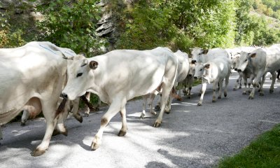 Limone Piemonte, torna
