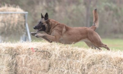 Dall'8 al 12 ottobre Borgo San Dalmazzo ospita il Campionato del Mondo di Mondioring