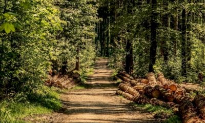 Ue, Coldiretti Cuneo: “Bene il rinvio del regolamento sulla deforestazione”