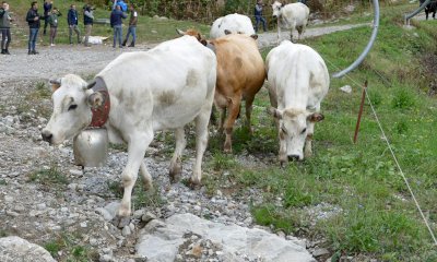 Le mandrie tornano a casa: “Caluma el vache” celebra il “rito” della chiusura degli alpeggi