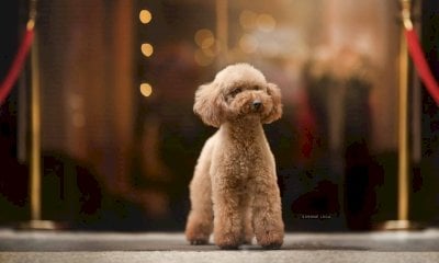 Cinque cose da sapere prima di adottare un barboncino toy
