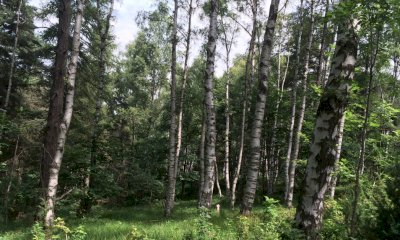 Seconda edizione dell’esposizione di legname locale alla Sagra della Castagna e del Fungo di Rossana