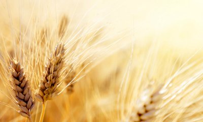 Grano, Coldiretti Cuneo: