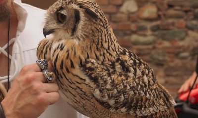 A Prazzo un laboratorio sulla falconeria