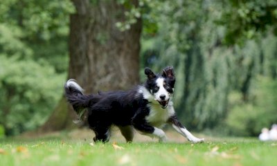 In Alta val Tanaro un progetto sull’educazione per il benessere dei cani