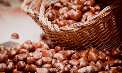 Venasca si prepara per la Mostra Mercato della Castagna