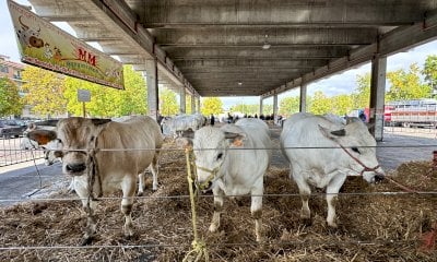 Alba, giovedì 9 ottobre torna la grande Rassegna Bovina dedicata alla Sottorazza Albese
