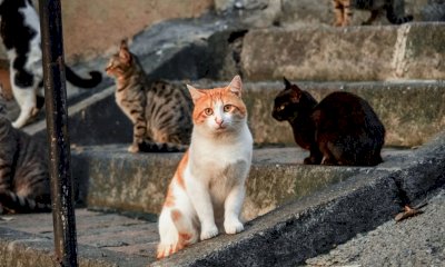 Finanziati dalla Regione diversi progetti della Granda per la tutela delle colonie feline
