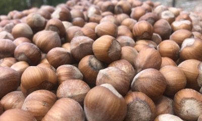 Confagricoltura Cuneo: “Servono interventi tempestivi a tutela della corilicoltura”