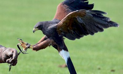 “Rapaci chiusi in gabbia o legati al trespolo: la falconeria non ha nulla di didattico ed educativo”
