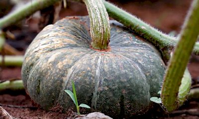 La zucca di Piozzo è un nuovo Presidio Slow Food