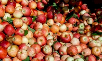 Frutta, Coldiretti Cuneo: 