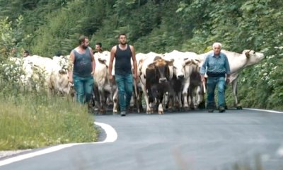 Savigliano, in cartellone ad “Aspettando Meating” anche due film-doc sulla vita estiva in alpeggio dei bovini