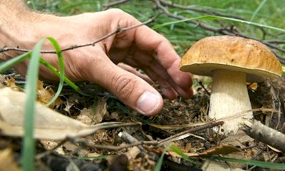 Funghi spontanei: precauzioni per la raccolta e il consumo