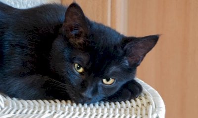 Dal gatto nero al corvo: quando le superstizioni raccontano più dell’uomo che degli animali