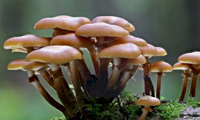 Vendita di funghi freschi spontanei: un corso di formazione all’Asl CN1