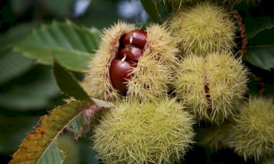 Bossolasco in festa con la tradizionale Castagnata d’Autunno