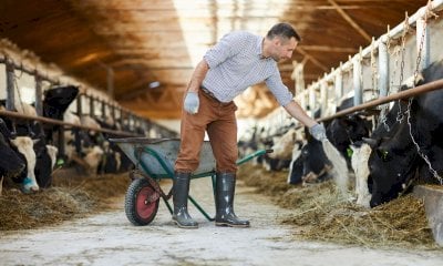 One Health, l'approccio che vede veterinari e medici uniti per combattere l'antimicrobico resistenza