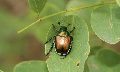 Popillia Japonica, Coldiretti Cuneo: “Un’emergenza che rischia di estendersi nella nostra provincia”