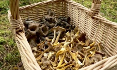 Precipita in una scarpata mentre raccoglie funghi, la disavventura a Frabosa Soprana