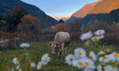 Piemonte, prolungato di dieci giorni il pascolamento in quota e in media montagna fino a metà novembre