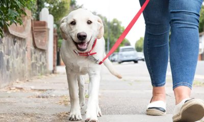 La Città di Mondovì promuove una campagna educativa sul possesso responsabile dei cani