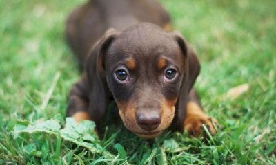 “Il Patentino”: a Saluzzo una nuova edizione del corso di formazione per proprietari di cani