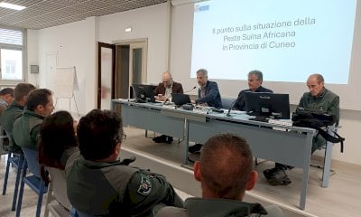 Peste suina, quasi 30mila cinghiali abbattuti dal 2022: “Ma non sono loro a portare il virus in stalla”