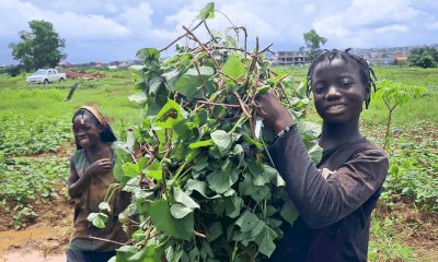 Con il progetto RigenerAzione Guinea, LVIA rafforza pratiche agricole sostenibili