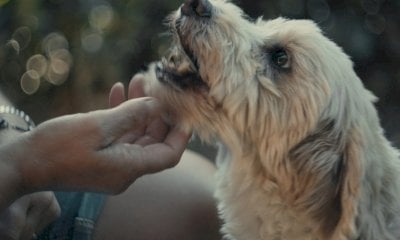 Bossolasco celebra Birba, la cagnolina star del cinema