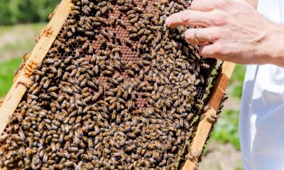 Stati Generali della Valle Stura: è il momento di agricoltura, commercio e artigianato