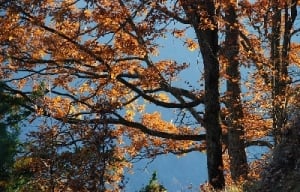 Orienteering: corso per tecnico federale di I grado