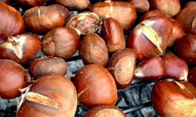 Un convegno sulla castanicoltura apre la Fiera del Marrone di Cuneo