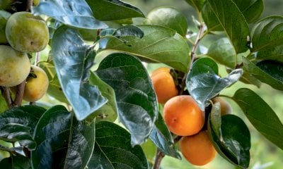 A Manta gli “Stati Generali della Frutticoltura in Piemonte”