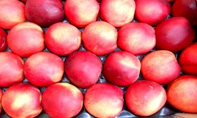 Pesche, Coldiretti Cuneo: 