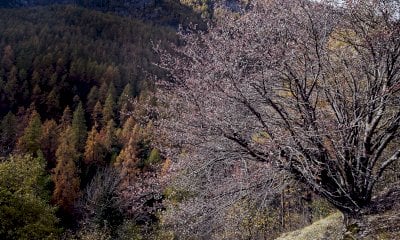 Riapre lo Sportello Forestale dell’Unione Montana Valle Varaita