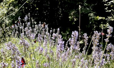 Cuneo, nuova iniziativa del Comitato Quartiere Donatello