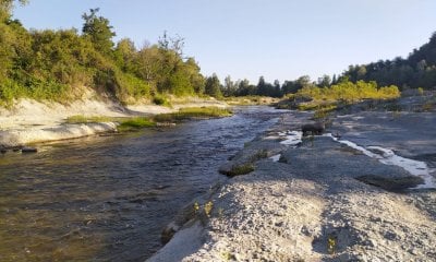 Foreste senza tempo: un viaggio di 4 milioni di anni tra boschi e foreste