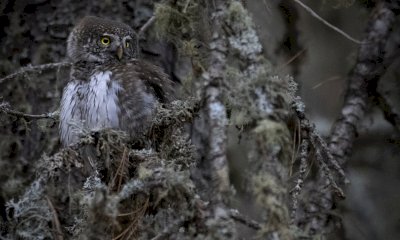 Dalla taiga alle Alpi: un uccello tipico della foresta boreale individuato nel Parco del Monviso