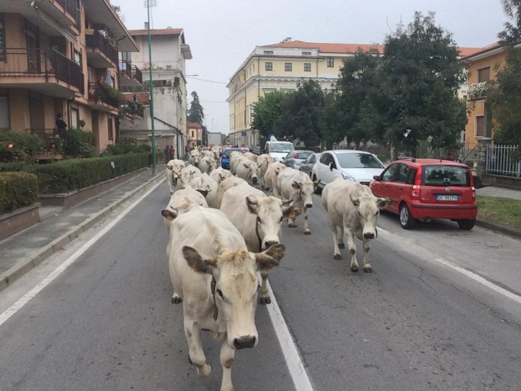 A Busca è tempo di transumanza