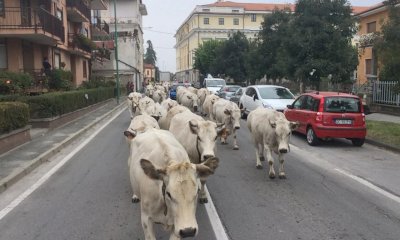 A Busca è tempo di transumanza