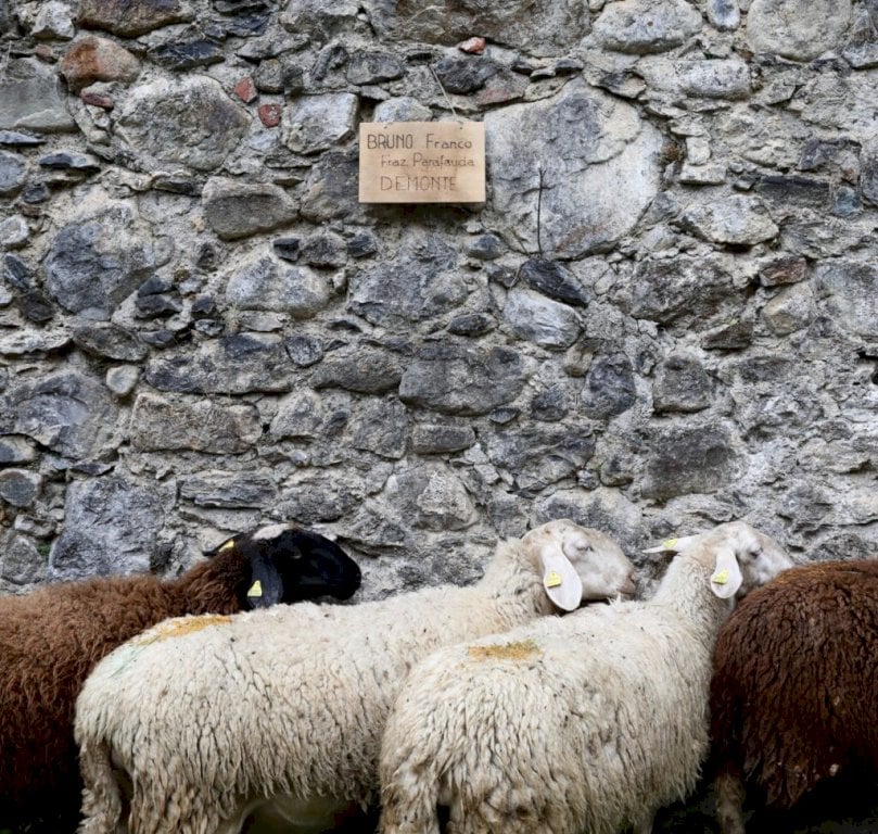 A Vinadio ospita la “Fièro di Sant” e la Mostra Ovina di razza Sambucana