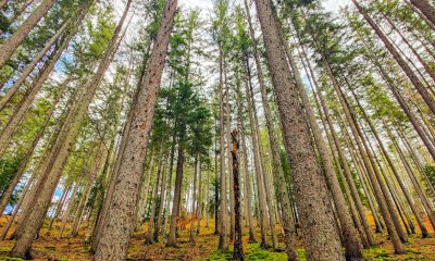 Crediti di Carbonio Forestali, il 