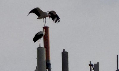 Avvistate tre cicogne in centro a Cuneo