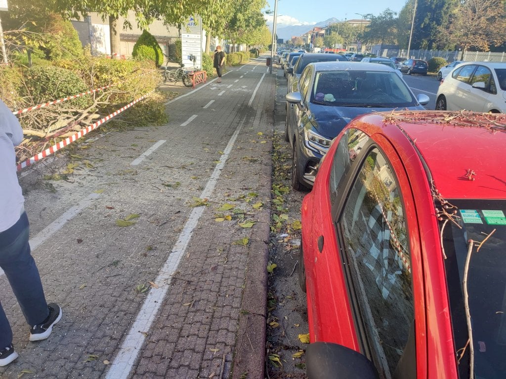 Cuneo, il vento abbatte un albero che cade sulle auto parcheggiate