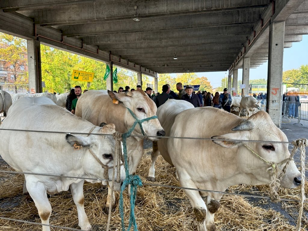 Ad Alba è tutto pronto per la nuova edizione di AMA la carne 2025