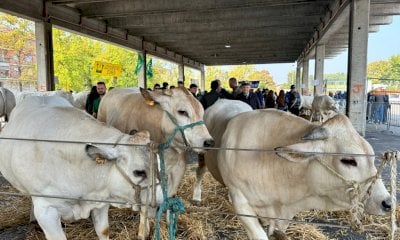 Ad Alba è tutto pronto per la nuova edizione di AMA la carne 2025