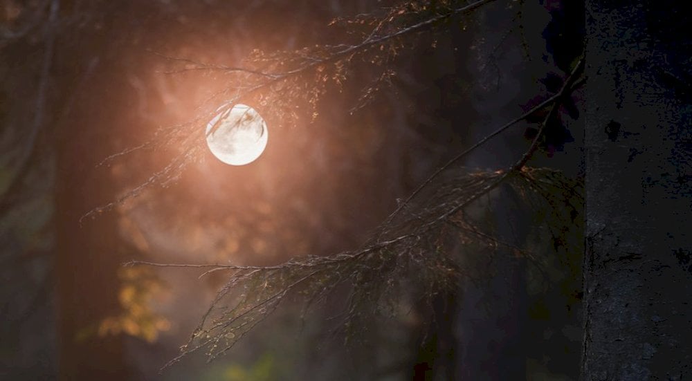 Una serata per conoscere meglio le creature della notte